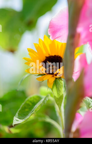 Biene sammelt Nektar in Sonnenblume mit Gladiole im Vordergrund Stockfoto