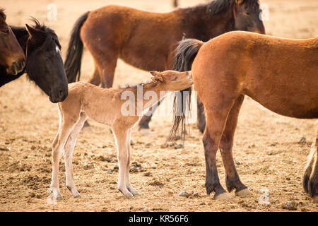 Wilde Pferde gesammelt Oregon State Horse Pony Fohlen Jährling Stockfoto