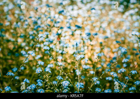 Schöne vergiss mich nicht Blumen im Sommer auf unscharfen Hintergrund Stockfoto