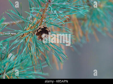 Kiefer Zweig mit Kegel in den Wald closeup Stockfoto