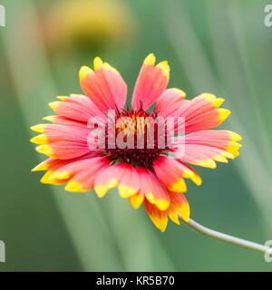 Kakadenblumen / Decken Blumen Stockfoto