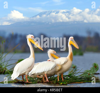 Rosapelikan auf dem Kilimanjaro mount Bakckground. Kenia, Afrika Stockfoto