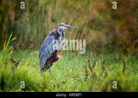 Close-up Reiher auf einer Wiese am Fluss Küste Stockfoto