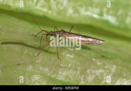 Dirne bug (Nabis kinbergii) Stockfoto