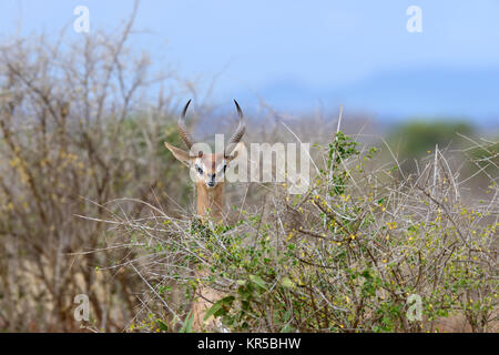 Gerenuk stehen aufrecht bis erreichen lässt, Nationalpark in Kenia, Afrika Stockfoto