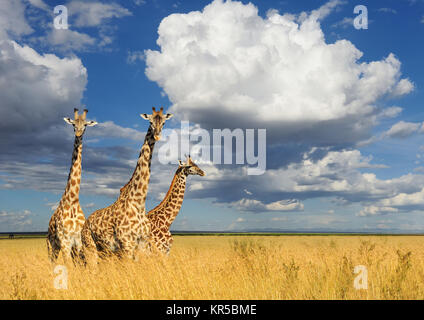 Giraffe im Nationalpark in Kenia, Afrika in der Nähe Stockfoto