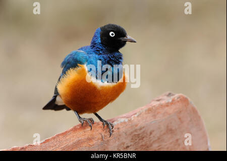 Bunter Vogel Superb Starling sitzt auf einem Ast Stockfoto