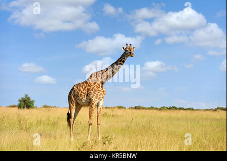 Giraffe Savanne im Nationalpark Afrikas Stockfoto