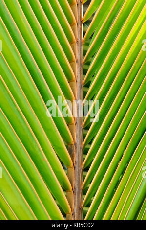 Linien und Strukturen des grünen Palmblätter Stockfoto