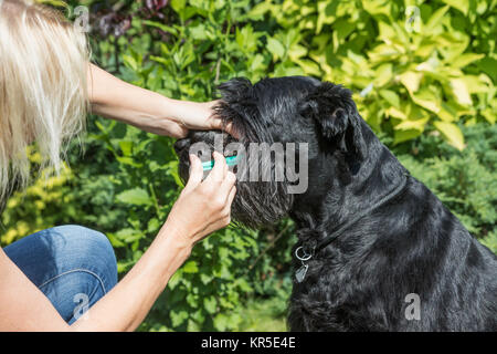 Hund Pflege. Eine flüssige Medizin Stockfoto