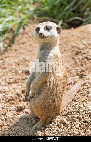 Erdmännchen auf einem Sand posing Stockfoto