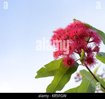 Australische rote Blüte Gummi Eukalyptusbaum Stockfoto