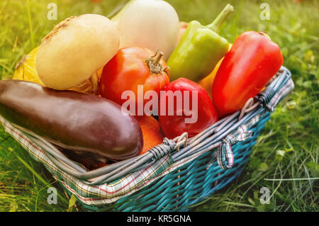 Die Bauern ernten verschiedene Gemüse im Spätsommer in den organischen Garten. Gesunde, nachhaltige Lebensmittel. Herbst. Die horizontalen Rahmen. Stockfoto