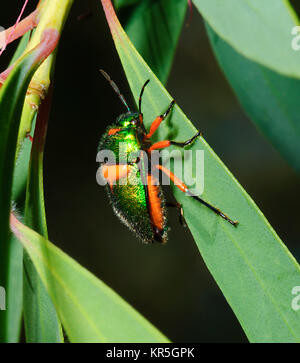 Green Jewel Bug (Lampromicra Senator), Undara, Queensland, Queensland, Australien Stockfoto