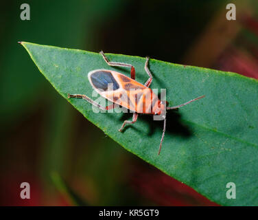 Seidenpflanze Bug (Spilostethus sp), Undara, Queensland, Queensland, Australien Stockfoto