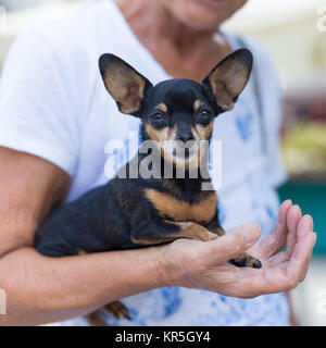 Zwergpinscher Hund in alte Dame Schoß. Stockfoto