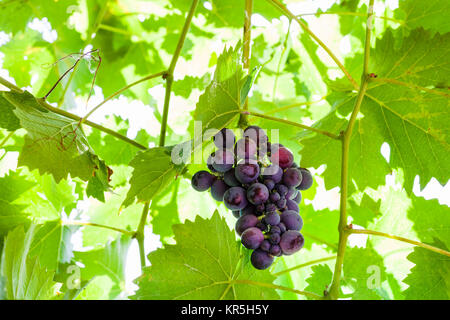 Bündel von Reifen dunklen roten Trauben am Weinstock im sonnigen Tag Stockfoto