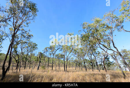 Savannah wächst an den Hängen des Kraters Kalkani, Undara Volcanic National Park, Queensland, Queensland, Australien Stockfoto