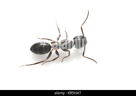 Gemeinsamen Schwarzer Garten Ant Stockfoto