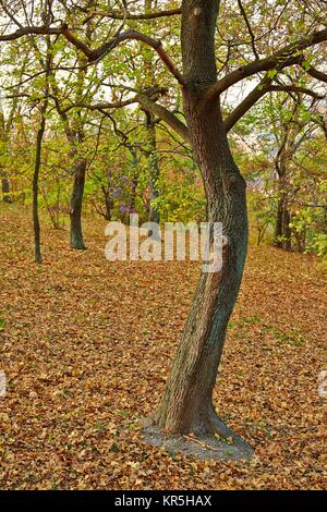 Herbst Baum im park Stockfoto