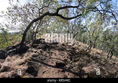 Schleifring oder Rim Spaziergang an der Spitze des Kraters Kalkani, Undara Volcanic National Park, Queensland, Queensland, Australien Stockfoto