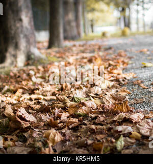 Haufen Blätter im Herbst auf einer Straße Stockfoto