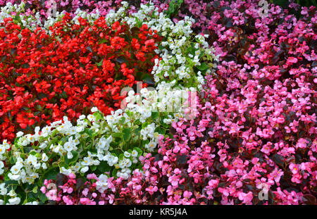 Semperflorens Begonien, eisbegonien Stockfoto