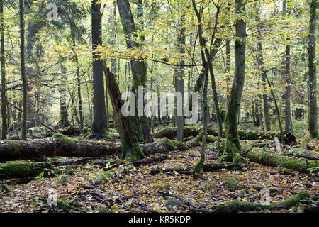 Gebrochene Bäume fast im Laub stehen zerlegt, Bialowieza, Polen, Europa Stockfoto