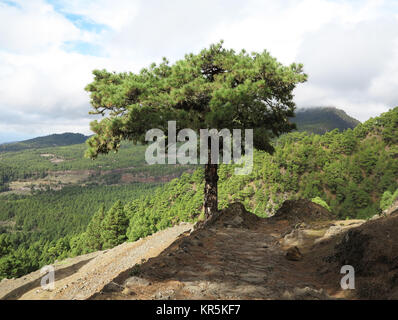 Wandern auf alten Straßen, die über der Cumbre Nueva Bergkette auf La Palma Auf den Kanarischen Inseln, Spanien, dargestellt am 23.11.2017. | Verwendung weltweit Stockfoto