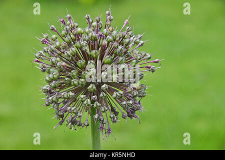 Eine grüne Zwiebel Porree Blume Blüte über grüne Stockfoto