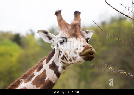 Junge hübsche Giraffe Beweidung Stockfoto