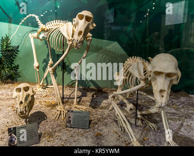 Orlando, Florida, USA. 17 Dez, 2017. Das Museum der Osteologie, einer von nur zwei Skelett Museen in den Vereinigten Staaten, verfügt über rund 500 echten Skelette von Wirbeltieren aus der ganzen Welt. Credit: Brian Cahn/ZUMA Draht/Alamy leben Nachrichten Stockfoto