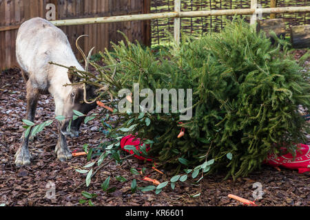 Whipsnade, UK. 19 Dez, 2017. Ein Rentier trashes einen Weihnachtsbaum in Karotten während der jährlichen Weihnachten Fotoshooting im ZSL Whipsnade Zoo abgedeckt. Credit: Mark Kerrison/Alamy leben Nachrichten Stockfoto