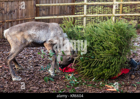 Whipsnade, UK. 19 Dez, 2017. Ein Rentier trashes einen Weihnachtsbaum in Karotten während der jährlichen Weihnachten Fotoshooting im ZSL Whipsnade Zoo abgedeckt. Credit: Mark Kerrison/Alamy leben Nachrichten Stockfoto