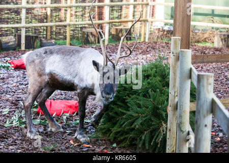 Whipsnade, UK. 19 Dez, 2017. Ein Rentier trashes einen Weihnachtsbaum in Karotten während der jährlichen Weihnachten Fotoshooting im ZSL Whipsnade Zoo abgedeckt. Credit: Mark Kerrison/Alamy leben Nachrichten Stockfoto