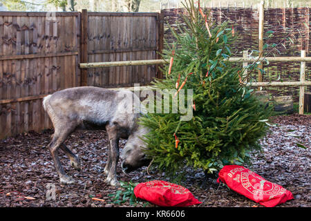 Whipsnade, UK. 19 Dez, 2017. Ein Rentier trashes einen Weihnachtsbaum in Karotten während der jährlichen Weihnachten Fotoshooting im ZSL Whipsnade Zoo abgedeckt. Credit: Mark Kerrison/Alamy leben Nachrichten Stockfoto