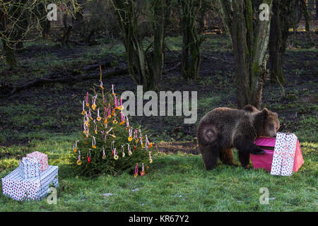 Whipsnade, UK. 19. Dezember, 2017. Die drei Jungen Europäischen Braunbären Schwestern, namens Snövit, Askungen und Törnrosa, der vor kurzem von kolmarden Zoo in Schweden angekommen, entdecken Sie festliche Überraschungen während der jährlichen Weihnachten Fotoshooting im ZSL Whipsnade Zoo. Weihnachten Überraschungen enthalten Fische innerhalb der Schön verpackt Geschenke und Christbaumkugeln aus bunten Paprika, Ananas Ringe und Scheiben von Orange versteckt. Credit: Mark Kerrison/Alamy leben Nachrichten Stockfoto