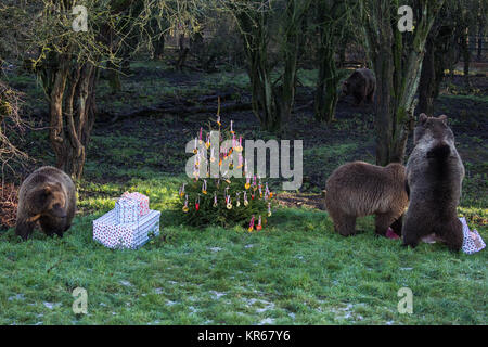 Whipsnade, UK. 19. Dezember, 2017. Die drei Jungen Europäischen Braunbären Schwestern, namens Snövit, Askungen und Törnrosa, der vor kurzem von kolmarden Zoo in Schweden angekommen, entdecken Sie festliche Überraschungen während der jährlichen Weihnachten Fotoshooting im ZSL Whipsnade Zoo. Weihnachten Überraschungen enthalten Fische innerhalb der Schön verpackt Geschenke und Christbaumkugeln aus bunten Paprika, Ananas Ringe und Scheiben von Orange versteckt. Credit: Mark Kerrison/Alamy leben Nachrichten Stockfoto