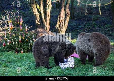 Whipsnade, UK. 19. Dezember, 2017. Die drei Jungen Europäischen Braunbären Schwestern, namens Snövit, Askungen und Törnrosa, der vor kurzem von kolmarden Zoo in Schweden angekommen, entdecken Sie festliche Überraschungen während der jährlichen Weihnachten Fotoshooting im ZSL Whipsnade Zoo. Weihnachten Überraschungen enthalten Fische innerhalb der Schön verpackt Geschenke und Christbaumkugeln aus bunten Paprika, Ananas Ringe und Scheiben von Orange versteckt. Credit: Mark Kerrison/Alamy leben Nachrichten Stockfoto