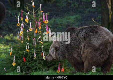 Whipsnade, UK. 19. Dezember, 2017. 24 Jahre alte europäische Braunbären Wellington entdeckt festlichen Überraschungen in Form von Christbaumkugeln aus bunten Paprika, Ananas Ringe und Scheiben von Orange während der jährlichen Weihnachten Fotoshooting im ZSL Whipsnade Zoo. Credit: Mark Kerrison/Alamy leben Nachrichten Stockfoto