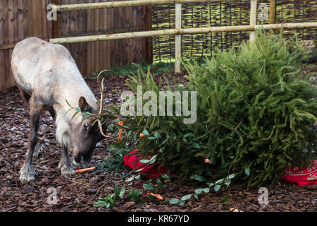 Whipsnade, UK. 19. Dezember, 2017. Ein Rentier trashes einen Weihnachtsbaum in Karotten während der jährlichen Weihnachten Fotoshooting im ZSL Whipsnade Zoo abgedeckt. Credit: Mark Kerrison/Alamy leben Nachrichten Stockfoto