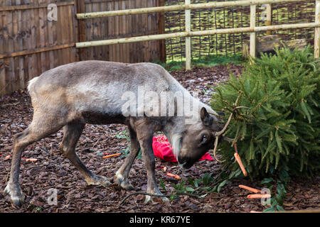 Whipsnade, UK. 19. Dezember, 2017. Ein Rentier trashes einen Weihnachtsbaum in Karotten während der jährlichen Weihnachten Fotoshooting im ZSL Whipsnade Zoo abgedeckt. Credit: Mark Kerrison/Alamy leben Nachrichten Stockfoto