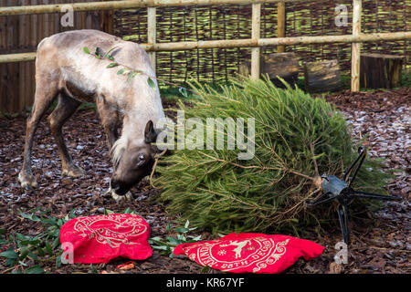 Whipsnade, UK. 19. Dezember, 2017. Ein Rentier trashes einen Weihnachtsbaum in Karotten während der jährlichen Weihnachten Fotoshooting im ZSL Whipsnade Zoo abgedeckt. Credit: Mark Kerrison/Alamy leben Nachrichten Stockfoto