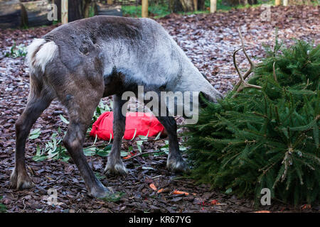 Whipsnade, UK. 19. Dezember, 2017. Ein Rentier trashes einen Weihnachtsbaum in Karotten während der jährlichen Weihnachten Fotoshooting im ZSL Whipsnade Zoo abgedeckt. Credit: Mark Kerrison/Alamy leben Nachrichten Stockfoto