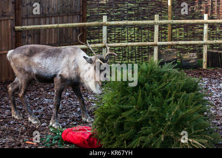 Whipsnade, UK. 19. Dezember, 2017. Ein Rentier trashes einen Weihnachtsbaum in Karotten während der jährlichen Weihnachten Fotoshooting im ZSL Whipsnade Zoo abgedeckt. Credit: Mark Kerrison/Alamy leben Nachrichten Stockfoto