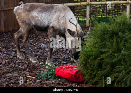 Whipsnade, UK. 19. Dezember, 2017. Ein Rentier trashes einen Weihnachtsbaum in Karotten während der jährlichen Weihnachten Fotoshooting im ZSL Whipsnade Zoo abgedeckt. Credit: Mark Kerrison/Alamy leben Nachrichten Stockfoto