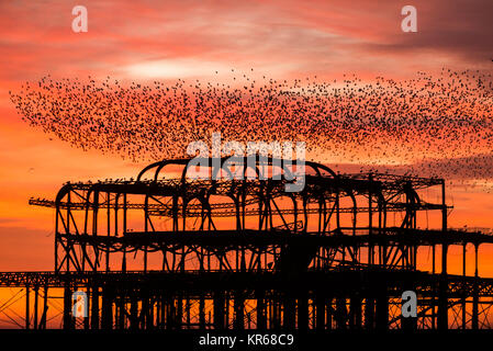 Brighton, East Sussex. Dezember 2017 19. UK Wetter. Bright Red Skies bei Sonnenuntergang am Ende des Tages, wo eine Herde von Tausende von Staren, die auf eine murmuration Anzeige oberhalb von Brighton West Pier. Credit: Francesca Moore/Alamy leben Nachrichten Stockfoto