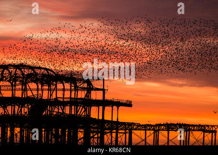 Brighton, East Sussex. Dezember 2017 19. UK Wetter. Bright Red Skies bei Sonnenuntergang am Ende des Tages, wo eine Herde von Tausende von Staren, die auf eine murmuration Anzeige oberhalb von Brighton West Pier. Credit: Francesca Moore/Alamy leben Nachrichten Stockfoto