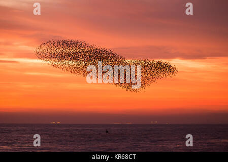 Brighton, East Sussex. Dezember 2017 19. UK Wetter. Bright Red Skies bei Sonnenuntergang am Ende des Tages, wo eine Herde von Tausende von Staren, die auf eine murmuration Anzeige oberhalb von Brighton West Pier. Credit: Francesca Moore/Alamy leben Nachrichten Stockfoto