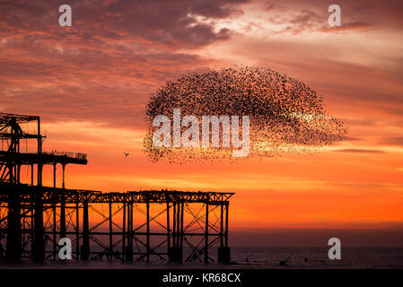 Brighton, East Sussex. Dezember 2017 19. UK Wetter. Bright Red Skies bei Sonnenuntergang am Ende des Tages, wo eine Herde von Tausende von Staren, die auf eine murmuration Anzeige oberhalb von Brighton West Pier. Credit: Francesca Moore/Alamy leben Nachrichten Stockfoto